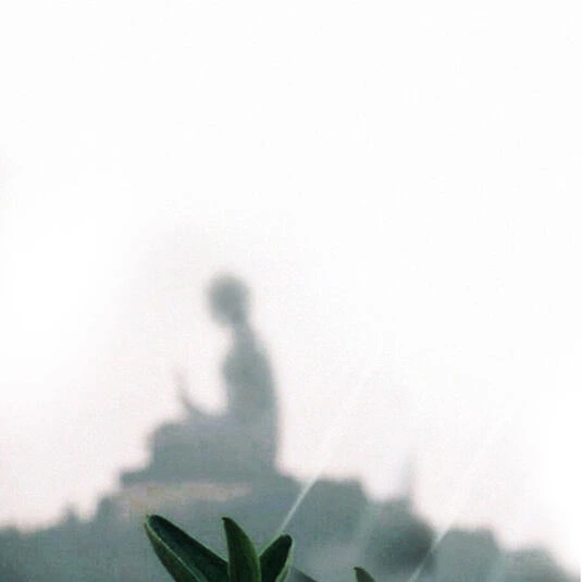 آفتابگردان