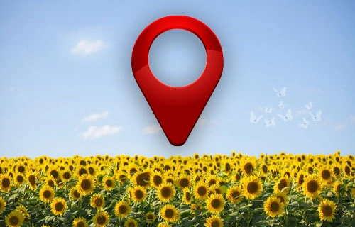 زندگی در موسسه فرهنگی هنری آفتابگردان